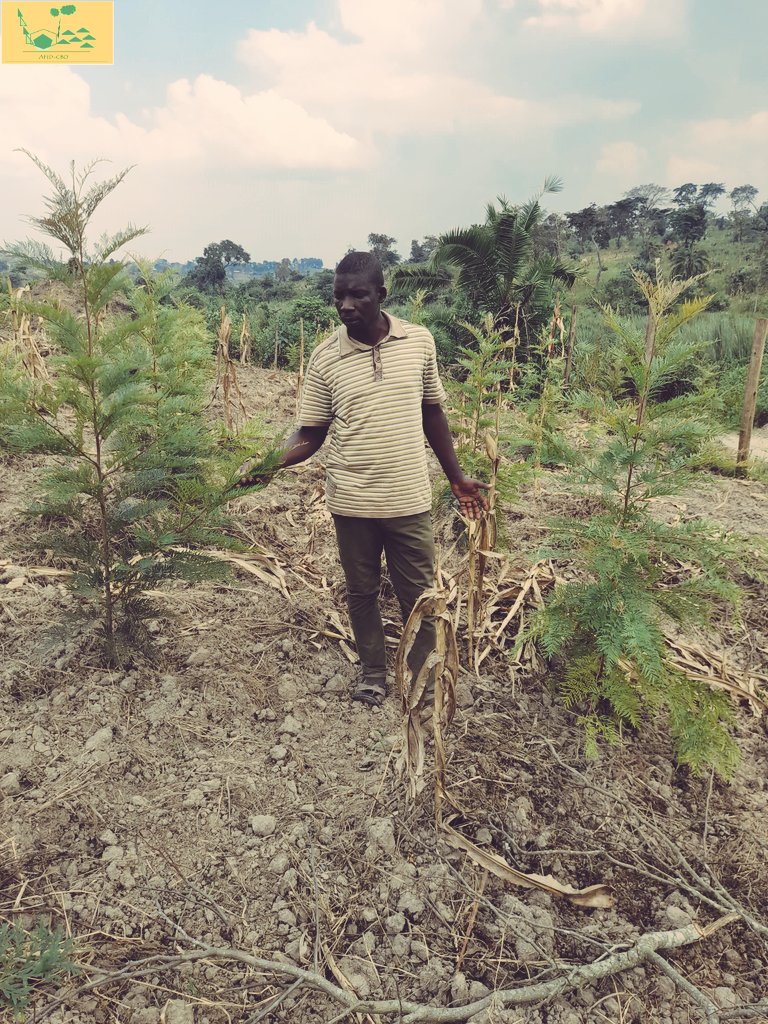 Every year AFID through partnerships with target communities plants more than 5,000 big trees within Rwamwanja Refugee Settlement and nearby host areas. This starts with seedling production and envir-volunteers.

<a href="/UNEP/">UN Environment Programme</a> <a href="/WeAreCohere_Org/">Cohere</a> <a href="/NetworkBora/">Bora Together Network Rwamwanja</a>