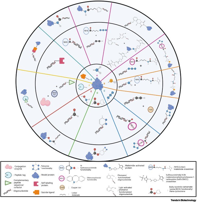 DNA_Nanotech's tweet photo. Biotechnology applications of proteins functionalized with DNA oligonucleotides
https://t.co/yui2y0PM13 https://t.co/VvTw1A143O