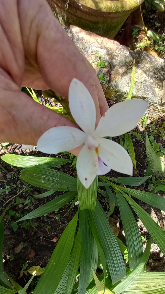 orquibor's tweet photo. Spathoglottis. 6 varios 
#plants  #orchidcare #houseplantadvice #planthelp #houseplanthelp #flowerfarmer #flowersofinstagram #igrow #nodig #sust #bridalbouquet #homegrown #flowersfromthefarm #floraldesign #seasonalflowers #beautifulflowers #fungi #mushrooms https://t.co/2ybYHMMhrk