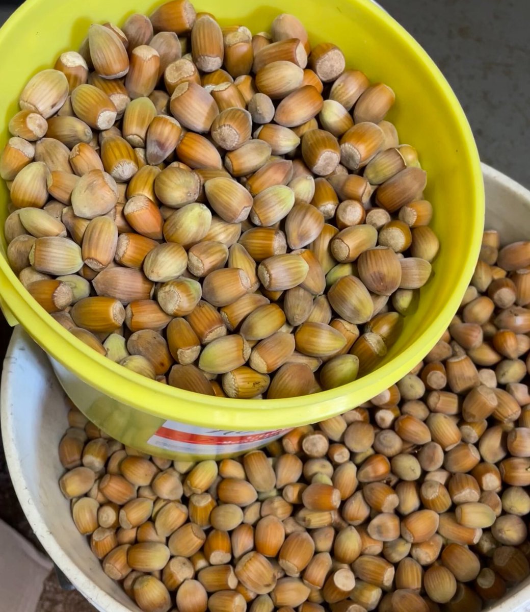 FarmNova's tweet photo. Our hazelnut season is coming to a close and we have about 40 lbs of fresh hazelnuts left for sale.  $5/lb. Message is interested! Thanks. https://t.co/eZVPocaorB