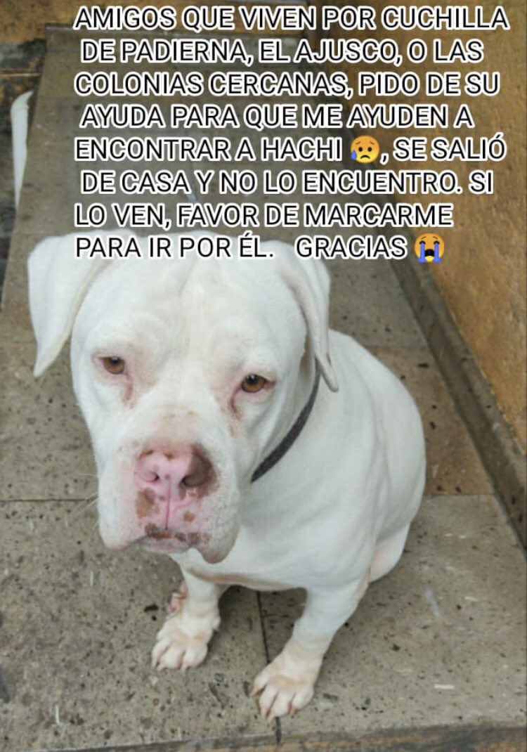 @PpEncontradosMx Se perdió el día sábado en la madrugada, necesita sus medicamentos porque tiene cáncer 5541308637 #RT 🫶🙏