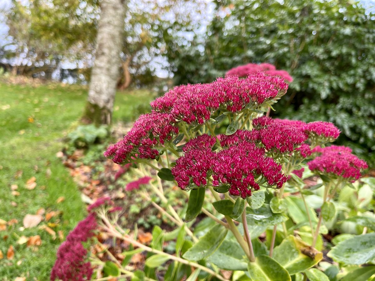 jmooney501's tweet photo. Just a magic day in the garden. I haven’t felt the garden so deeply for a while…today was a treasure #GardeningTwitter #gardeninginspiration #gardeninglife https://t.co/47shWfknAs