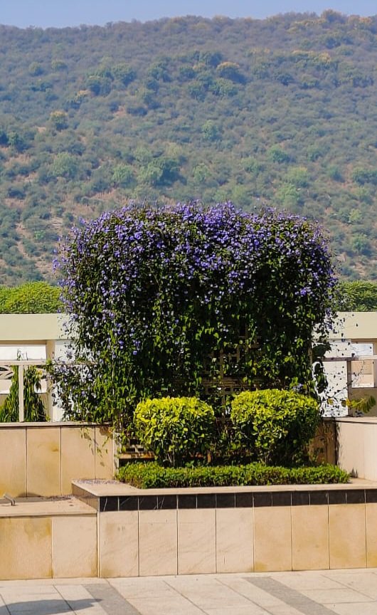 MaharshiNeeraj's tweet photo. Artist called nature always manages to get the color combination right  #doubletreebyhiltonjaipuramer https://t.co/zEiROnbliM