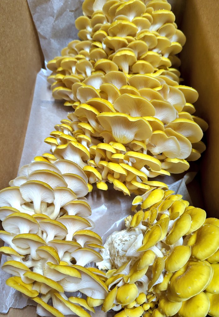 Myco_Logic's tweet photo. Some beautiful golden oyster mushrooms were the first harvest from the newly set up cultivation module. Can't wait to see what comes out next! https://t.co/hNEowFy3UP