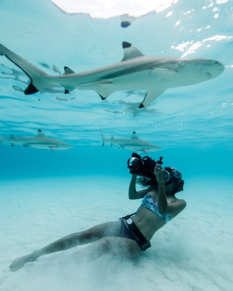 For this ‘Not-So-Scary Sunday,’ we encourage you to watch the documentary “Shark Girl” & follow Madison Stewart on her mission to protect our sharks – a battle that began when she put her studies on hold, grabbed a camera, and set out to save these misunderstood creatures.