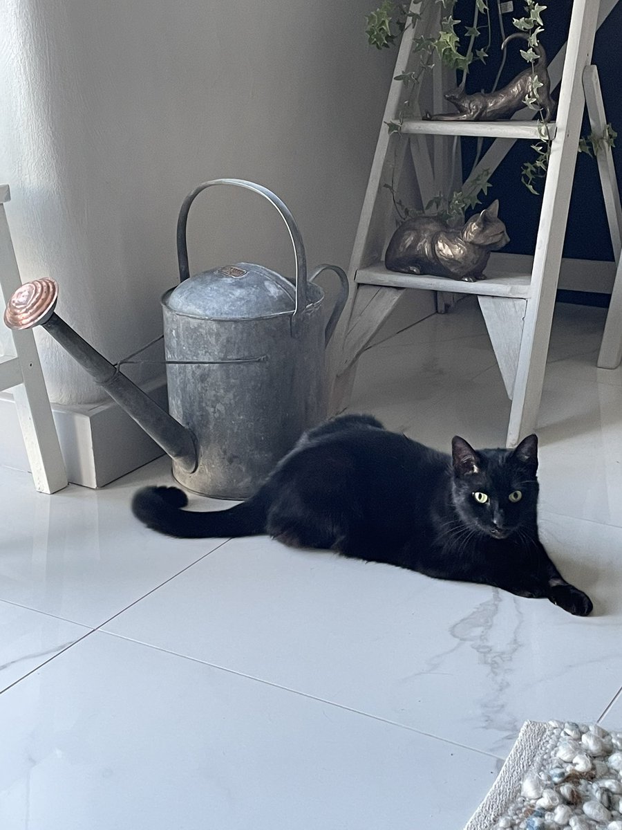 jamesmgarbett's tweet photo. @yewtreebarn1 nice watering can bought from you today being modelled by our cat Dave ! https://t.co/JEkwaITqZd
