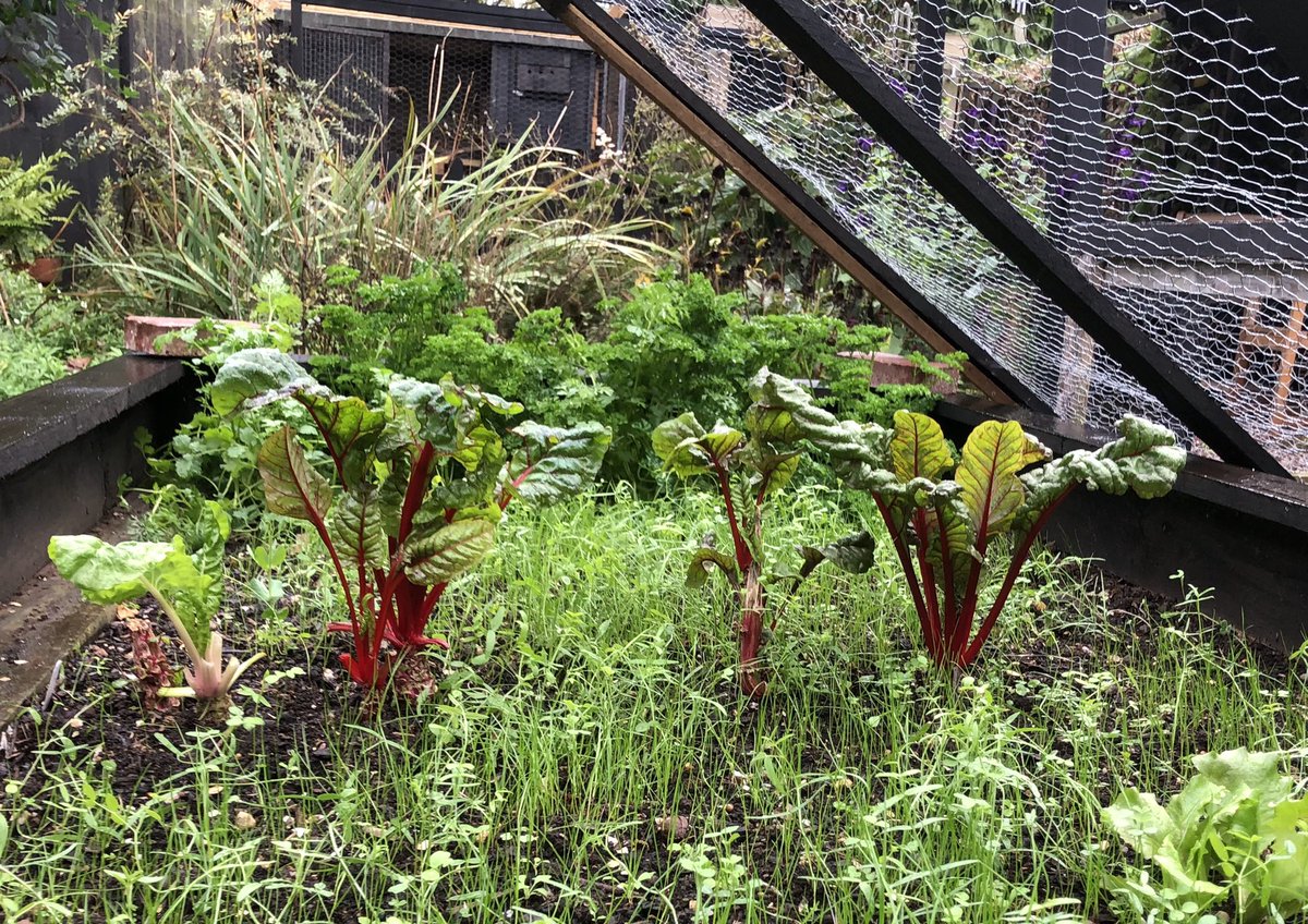 _gardenadvice's tweet photo. Parsley🐝Chard🐝Green Manure Mix all covering the ground for the darker days. https://t.co/66PHjReeeY