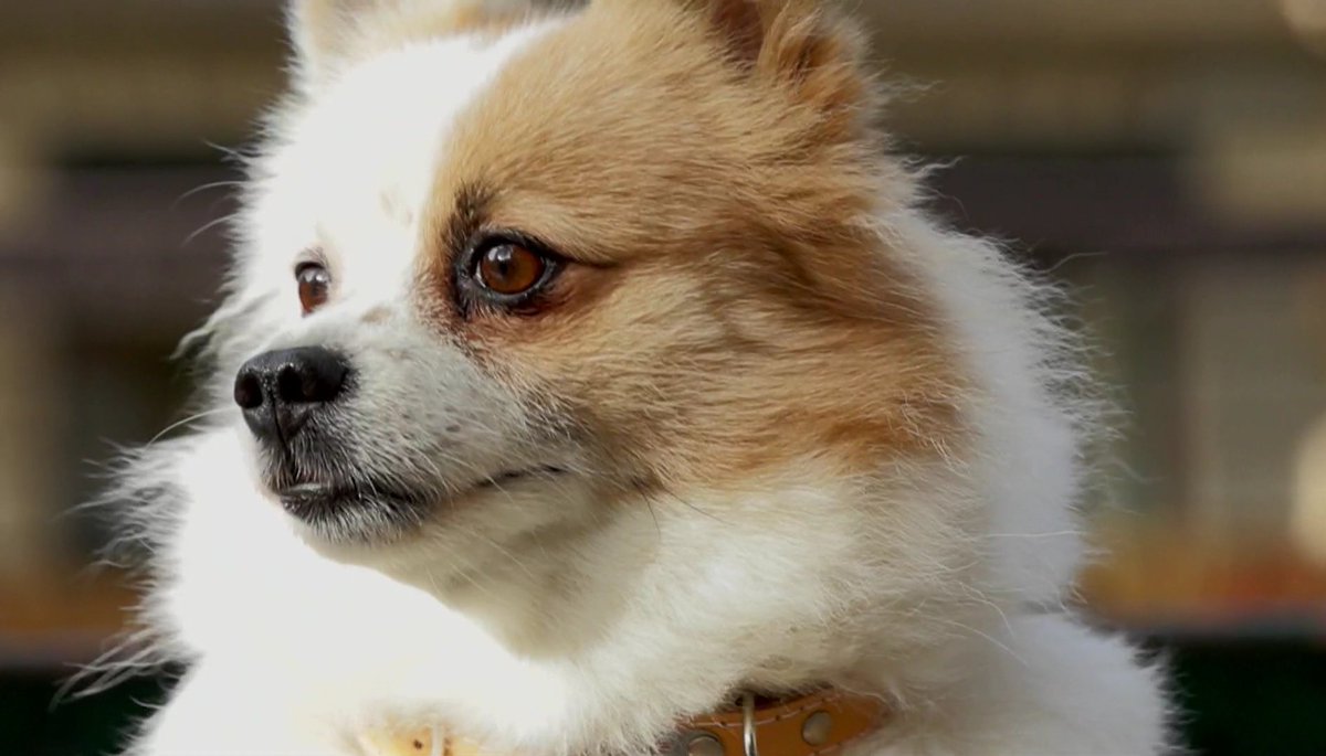 Soldatdesmedias's tweet photo. Mercredi à 21h15 sur @tfx "#DatingWithDogs, l'amour, les chiens et moi" présenté par #ZakKhchaï. https://t.co/3M05C4jRd4