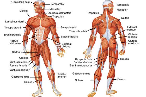 My top 2 exercise picks for each muscle group (most of which can be done at home!) Pick one of each and you'll build a strong and muscular body. Thread 👇