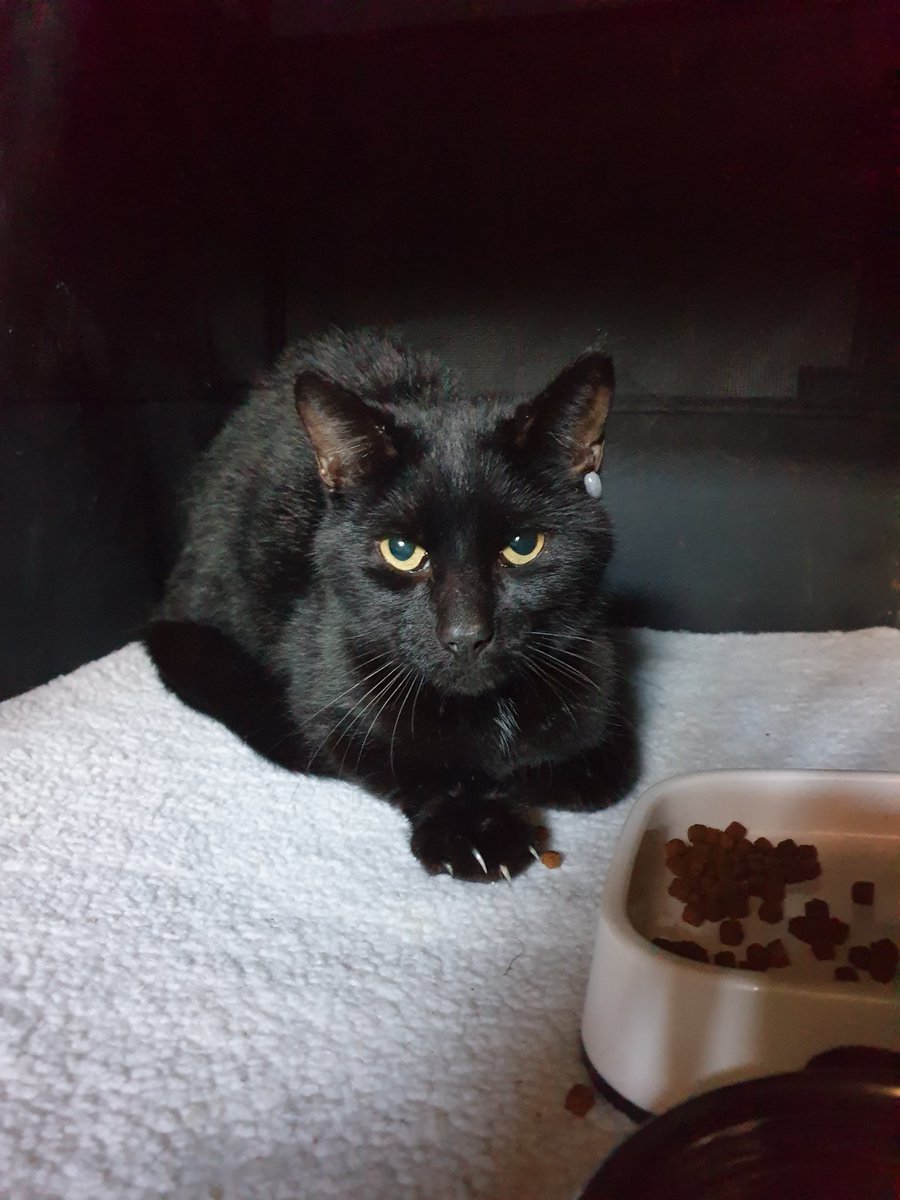 Wie kent Walker of weet waar hij woont? Hij is 'gevonden' in de buurt van de Gaffelstraat Amsterdam Oost.  Hij is broodje mager. RT zou top zijn ;)