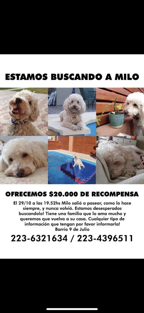 mrtinarodr_'s tweet photo. estamos desesperados 🙏🏼🙏🏼🥺🥺 https://t.co/DQs5iP02P0