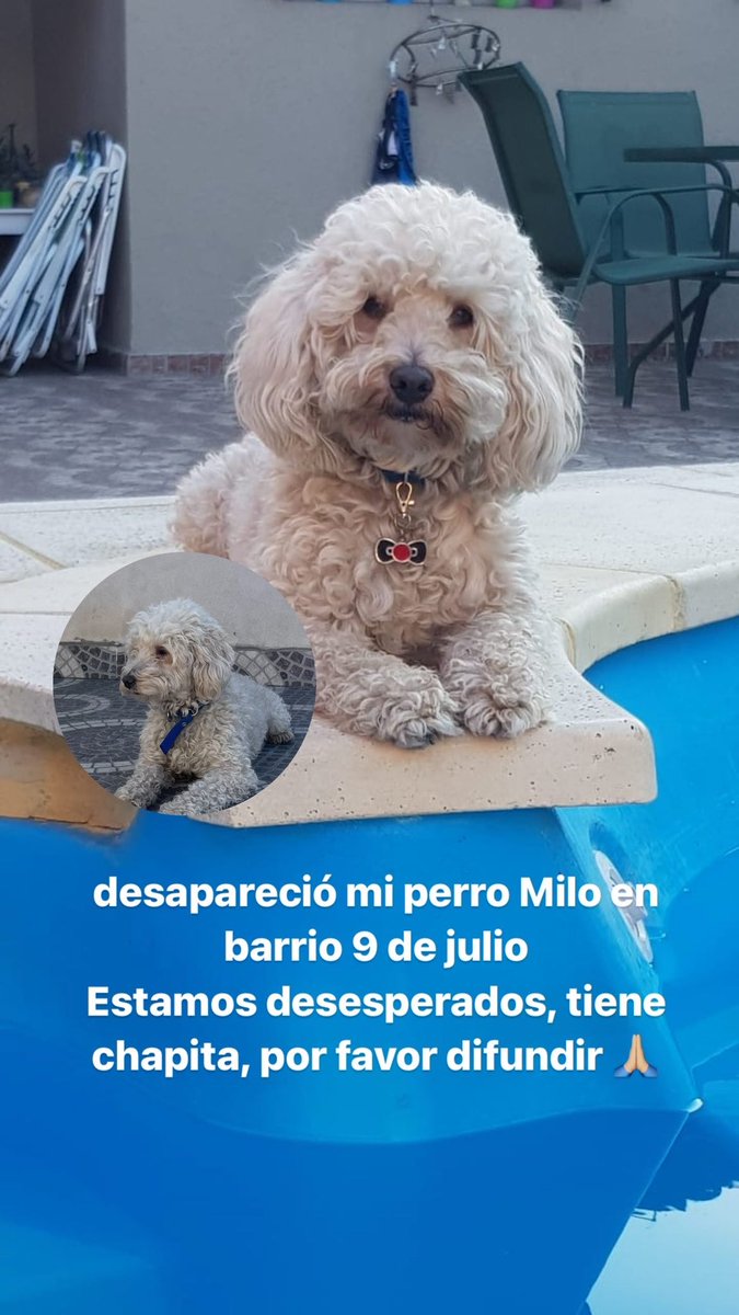 mrtinarodr_'s tweet photo. estamos desesperados 🙏🏼🙏🏼🥺🥺 https://t.co/DQs5iP02P0