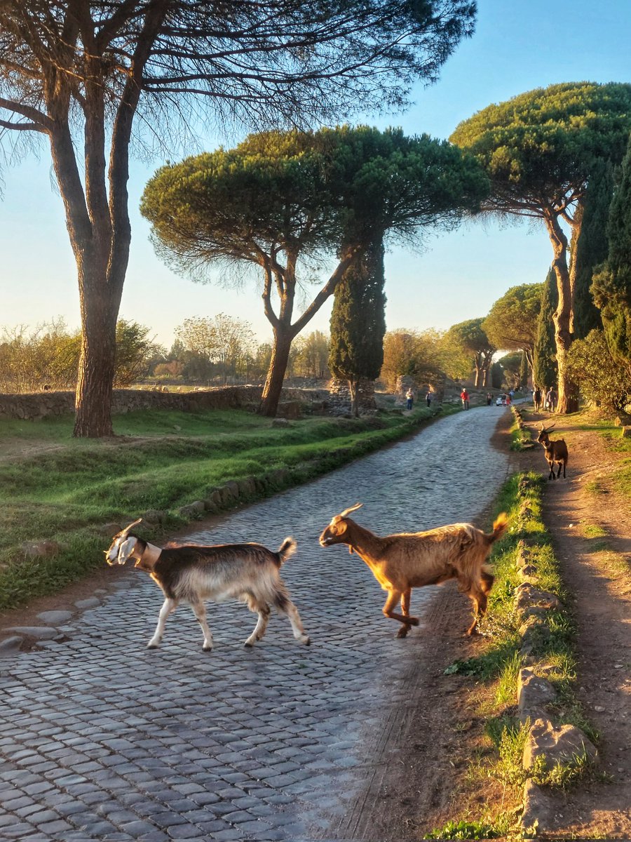 C'era traffico stasera sull'Appia Antica.
#Roma 📷mie