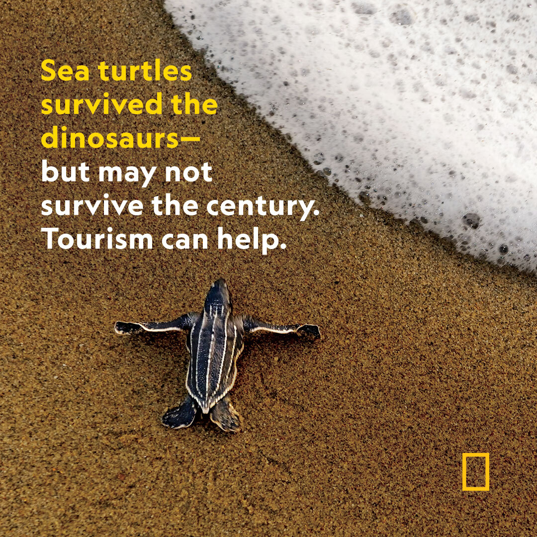 Help save the turtles in Trinidad & Tobago—one of the most important leatherback turtle rookeries in the world. See the five best destinations for family trips that educate and illuminate in our #BestOfTheWorld 2023 list: on.natgeo.com/3ztqpOr