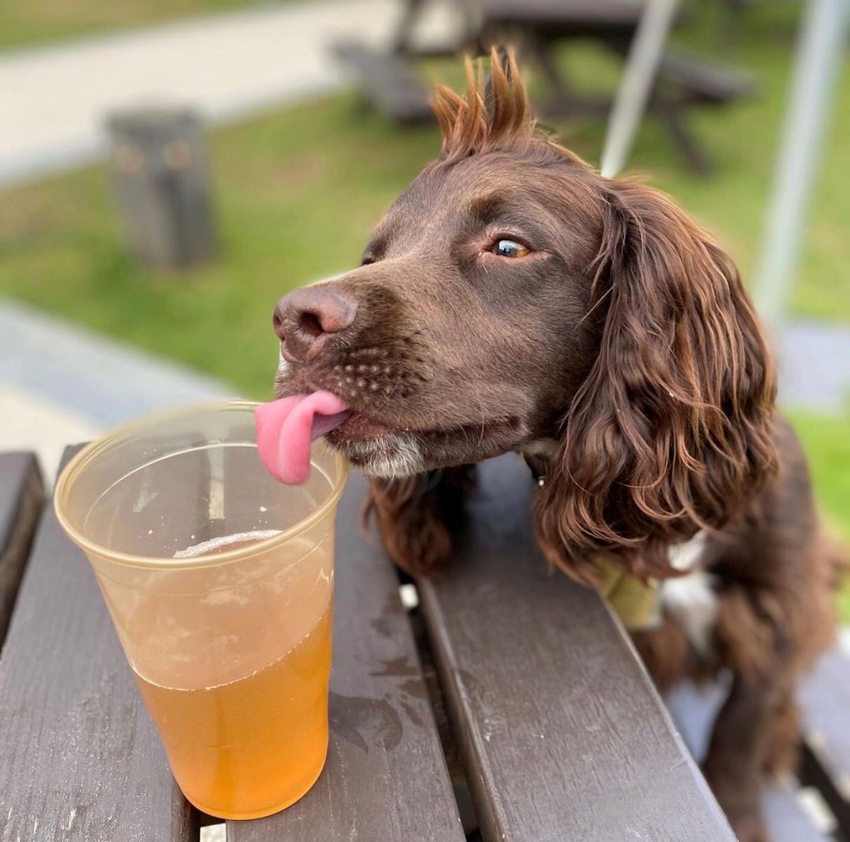 Dunkertons's tweet photo. Our November #ciderpup goes to the lovely cocker.reggie 😍 🐾
Tag us to be featured!
#dunkertonscider #cheltenham #cheltenhamfood #charltonkings #taproom #visitcheltenham #cheltenhamlife #cheltenhamstyle #cotswoldlife #dogsofcheltenham https://t.co/RdytSJssQ6