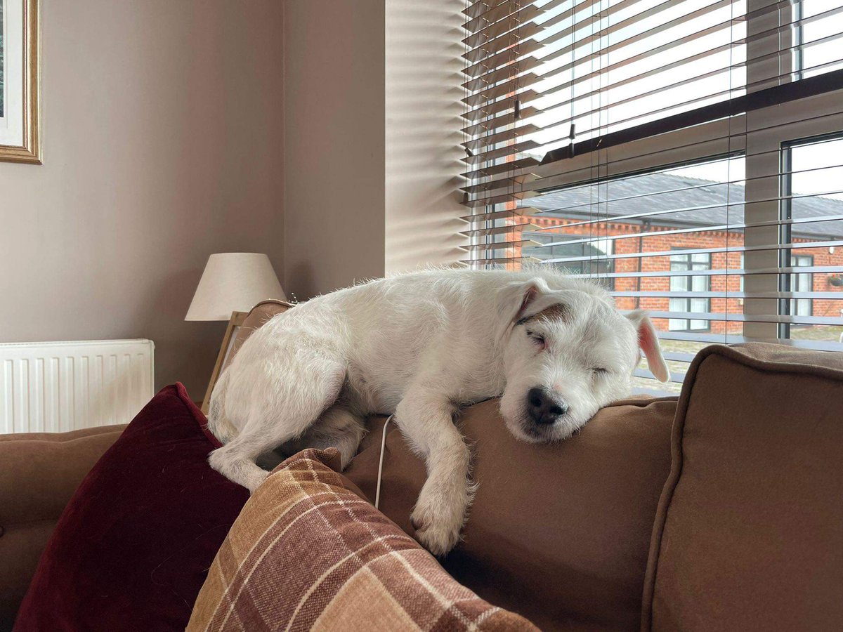 NWDogRescue's tweet photo. Sonny has been out and about.    He is frightened of other dogs and his foster parents recognised this and reassured him.  Experienced terrier owners necessary.  Bless him....  he had a good time as you can see https://t.co/JCvgdKoA3c