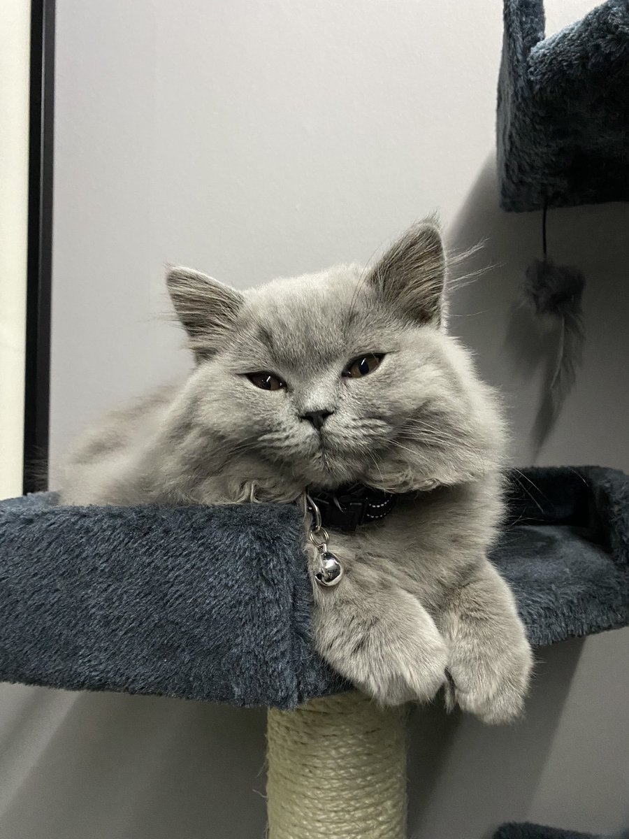 fluffyMiso's tweet photo. What's on my mind today? 🤔💭

#CatsOfTwitter #kitten https://t.co/Av9497GG7Q