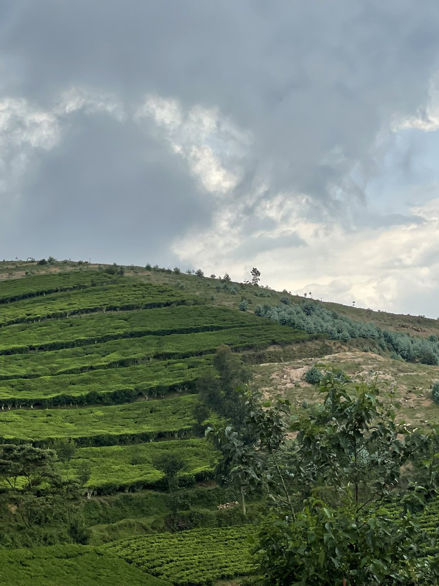 CNkulikiyinka's tweet photo. #VisitRwanda #VisitRwanda
@RwandaWest @KarongiDistr #Kinunu #GishwatiForest #Nature @Gishwati_Mukura https://t.co/bOt4cZK0Ec