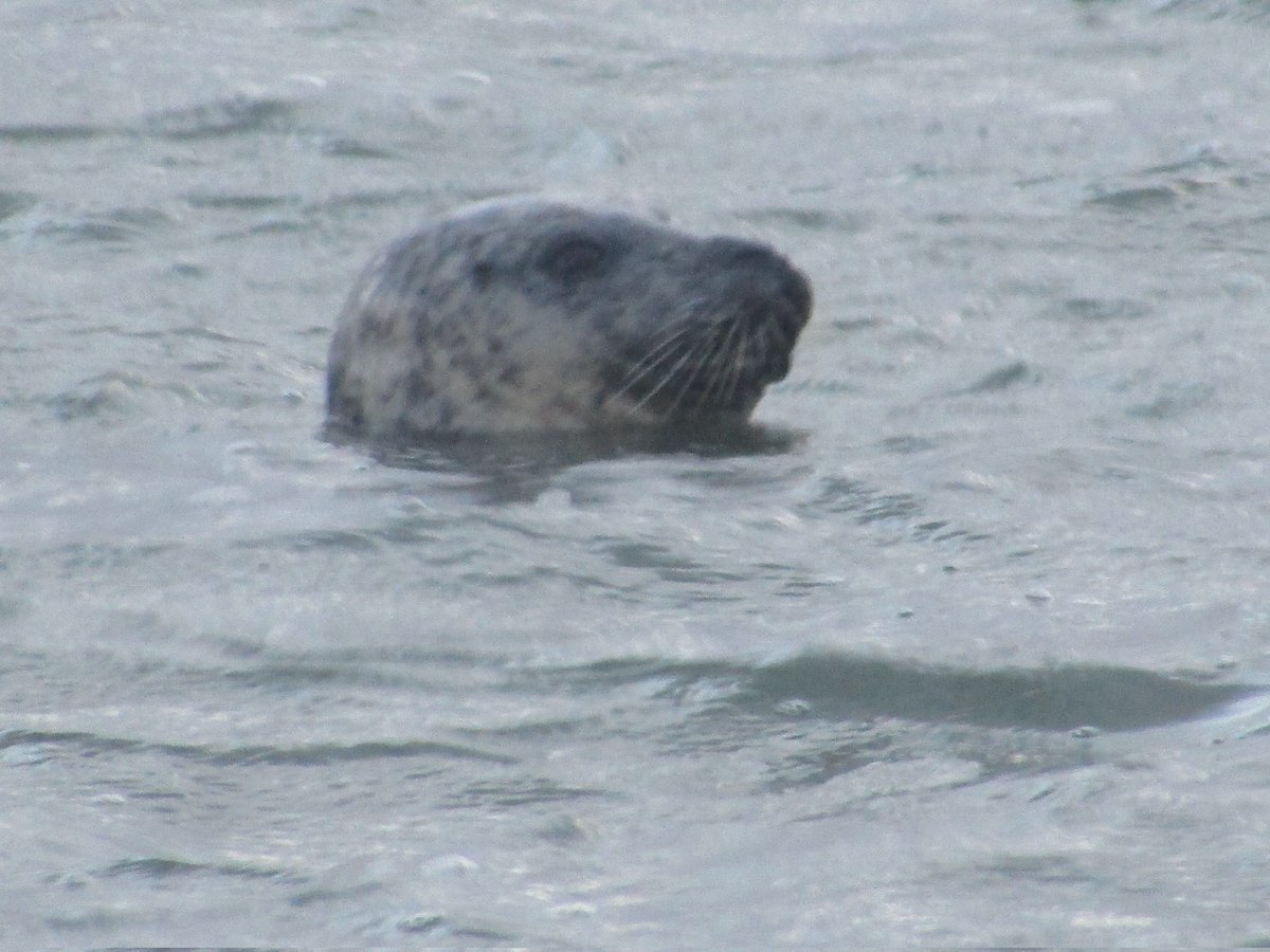 Seal Holes Bay SE this afternoon (Common I think?) @DWTMarine @harbourbirds @SightingDOR @BBCSpringwatch @DorsetWildlife