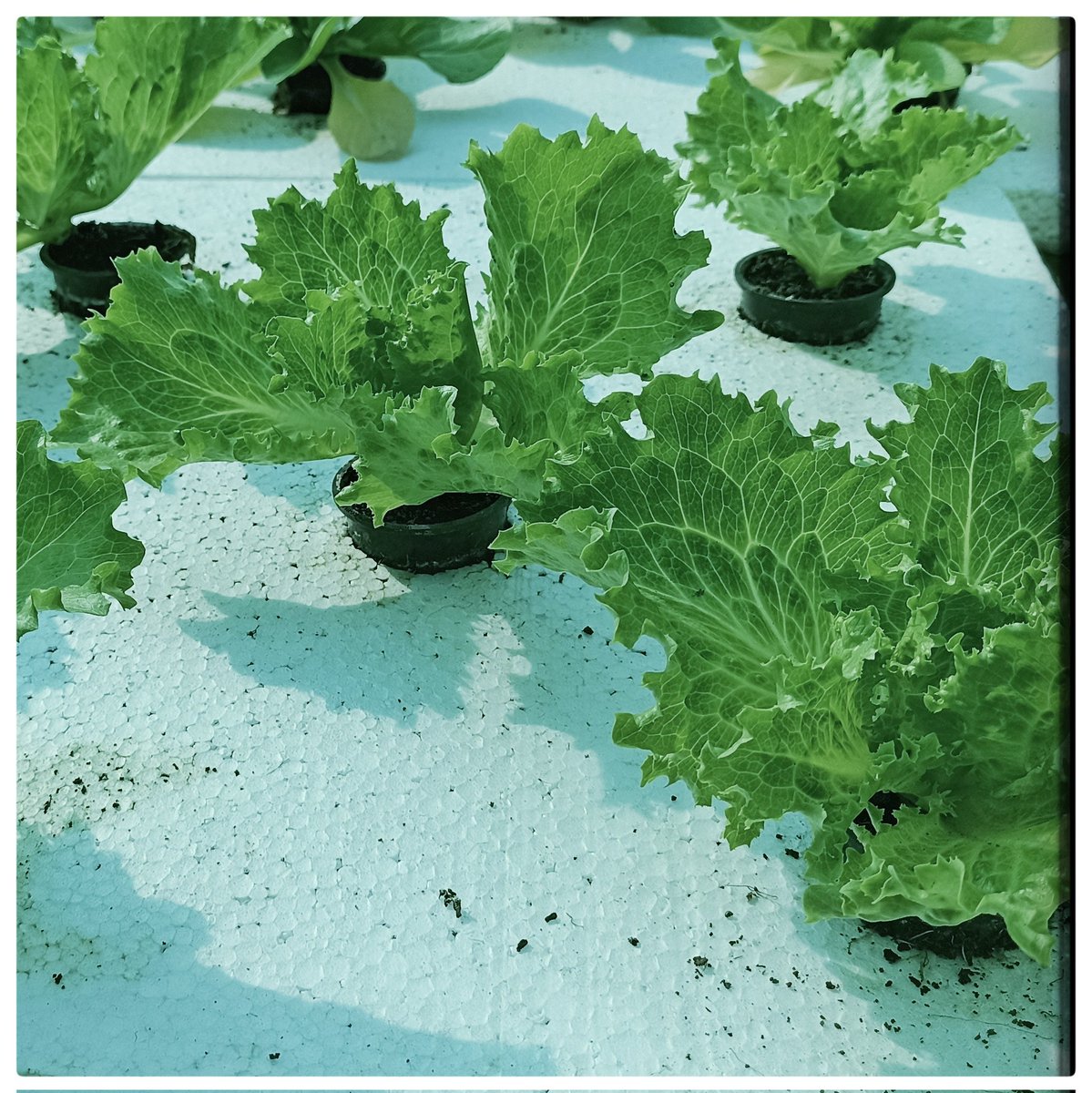 This winter let's start rafting with #lattuce 

For more information and plant nutrient guidance write us at info@vrindia.co.in
#vrinternational #hydroponics #hydroponicsystem #hydroponiclettuce   #hydroponicsindia #indianhydroponics #indianstartups #verticalfarming