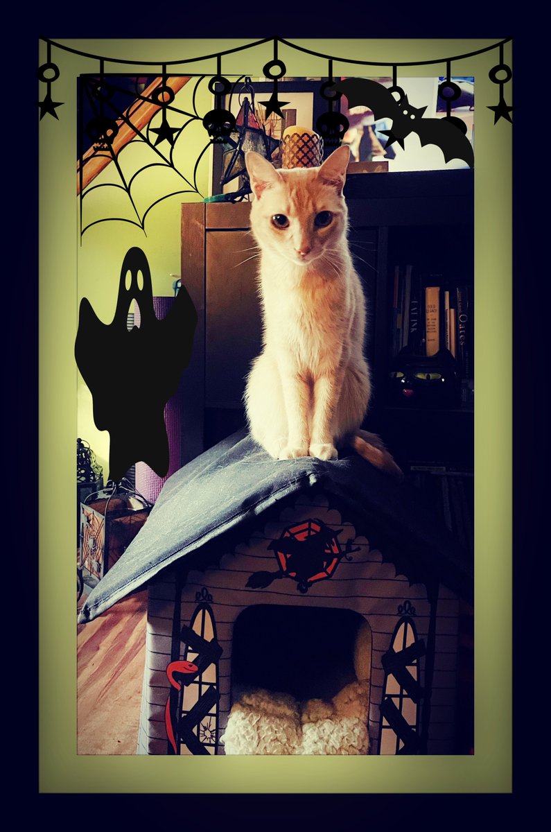 j9vaughn's tweet photo. Friends! After my cat Vellum posed on top of his haunted house, I KNEW he was the inspiration for my @NaNoWriMo novel this year. 
Announcing:
THE HAUNTED HOUSE-CAT
#WritingCommunity #writerslife #Cat #CatsOfTwitter #Halloween #haunting #humor #nanowrimo2022 https://t.co/UaJjTBGwJ9