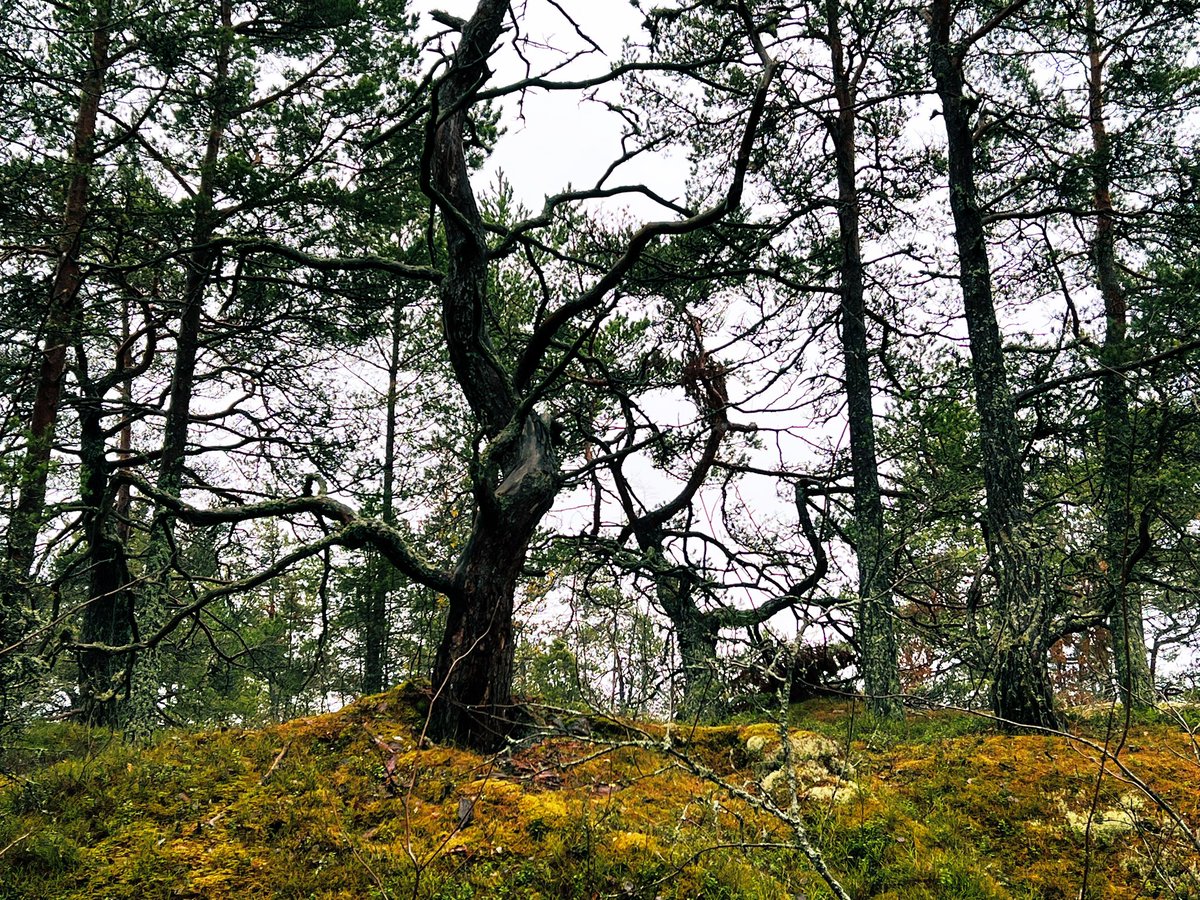 Kaunein puu lokakuisessa metsässä.