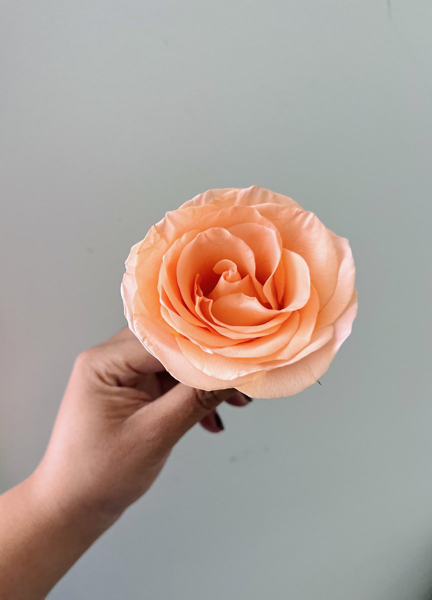 Romantic Sunset 🍑 

#roses #peach #sunset #floraldecoration #fineartflowers #floraldesign #florallove #florallife #flowerart #florist #floristry #floristlife #floristchicago #floralphotography #floralstyling #floraldesigner #flowermagic #blooms #bloomsday #floweraddict #chicago