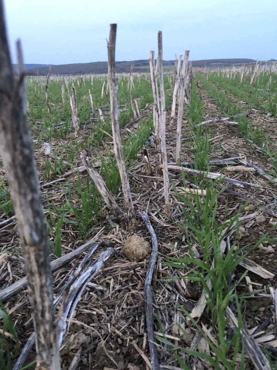 Weizen am 29.9.22 gedrillt.