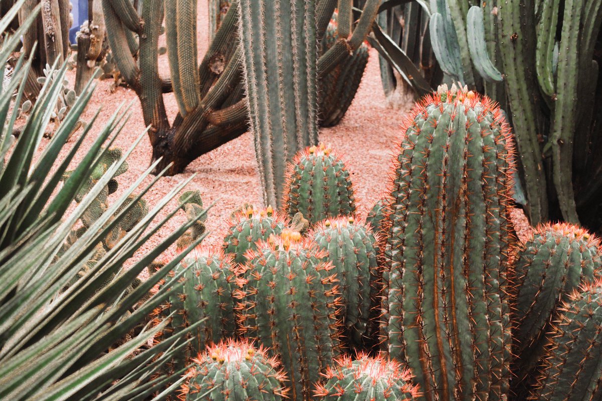 The last day has come, and it finally rains after more than a year without it. So we decided to visit the Jardin Majorelle and YSL museum. For Sabrina, it was the first time for me not really ahah, but we still had a lot of fun.

℗