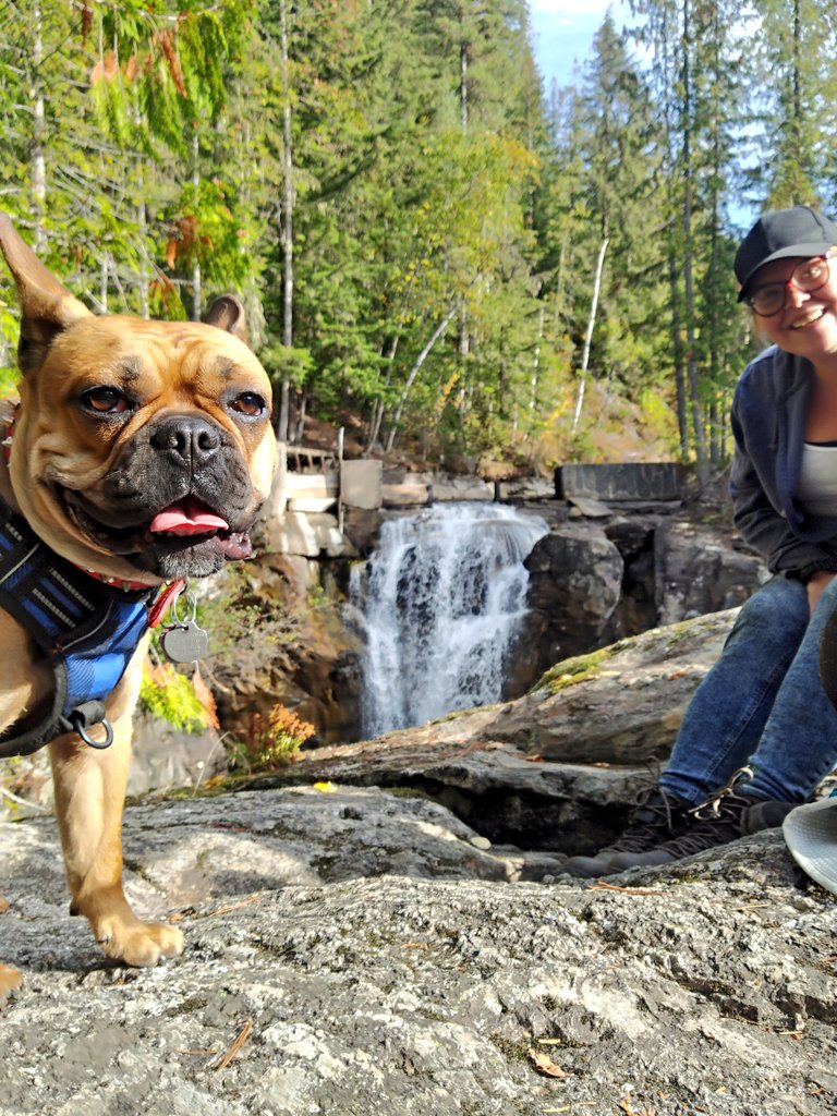 oscarindacity's tweet image. Chillin' on a waterfall 🌊
#oscarindacity #oscarondaroad #DogsofTwittter 
@likethecolour12