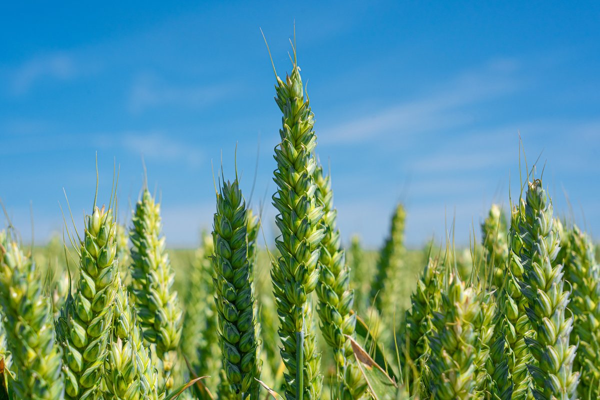 NEWS: NIAB welcomes return of Genetic Technology (Precision Breeding) Bill to <a href="/UKParliament/">UK Parliament</a> on Monday. "It will drive innovation &amp; investment in our agrifood sector," says NIAB CEO <a href="/mcaccamo/">Mario Caccamo</a> #cropgenetics #UKparliament #agrifood
niab.com/news-views/new…