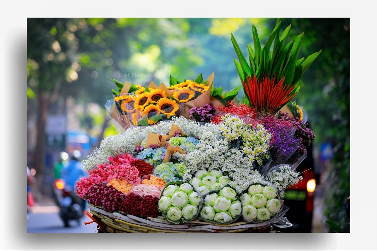 LandscapesVN's tweet photo. Autumn in Ha Noi
#cuchoami #hoami #Flowers #phandinhphung #phophuong #hanoi #street #hangrong #photo #photography #vietnam #yeuhanoi #hanghoa #xuongpho https://t.co/SoNaPmgwny