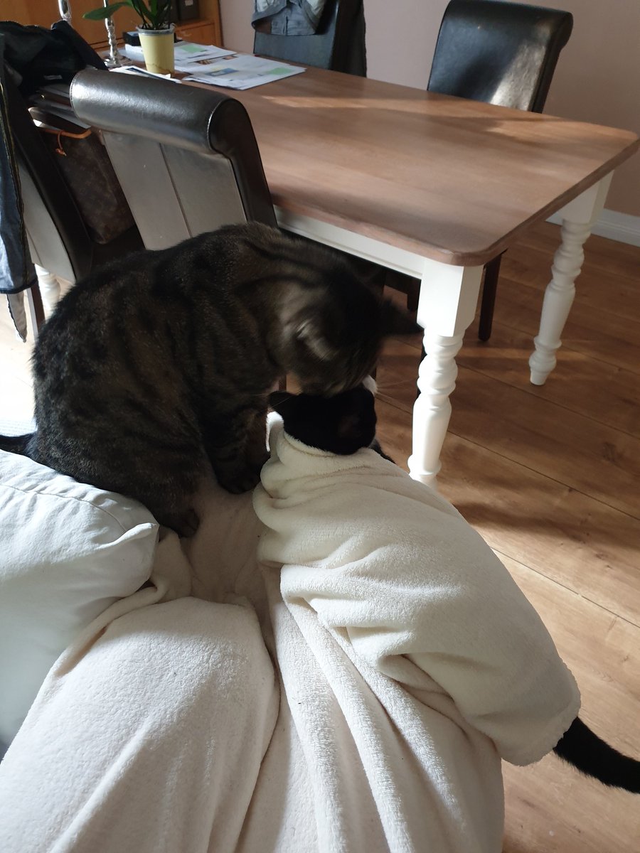 Katzen-Halloween 👻🎃