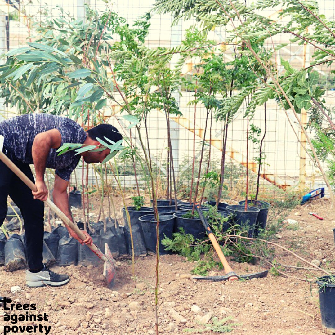 121 trees have been planted at Domiz camp in Iraq. We want to thank everyone for their generous support and we hope to keep up the good work treesagainstpoverty.org/collections/all #TreesAgainstPoverty
#Plant #Trees #plantatree #planttrees #saveenvironment #savelives #Syria #Iraq #refugees