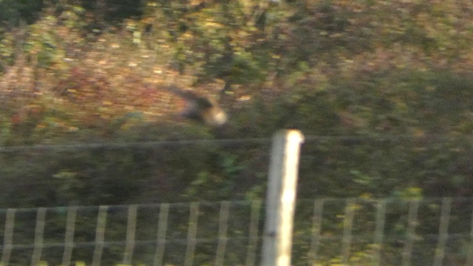 AndyBunting's tweet photo. Joined the Pallid Swift club late afternoon in Easington, good views low over the field. Grabbed a few shots, the blurred one is my favourite lol. #findtick
#spurnbirds @spurnbirdobs https://t.co/xMnFduOcgI
