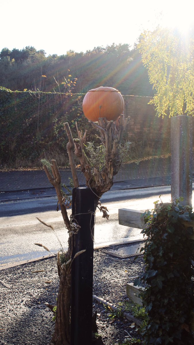 rueadinfinitum's tweet photo. Last minute decorations 🎃 - low cost and planet friendly. Tried to keep taking from the woods too a minimum as didn’t want to annoy any animals. Garden cuttings for added green. #Halloween #folkart #halloweendecor #plasticfree #ideas #ecofriendly #traditional #art #tradition https://t.co/bG2V2sKE8n