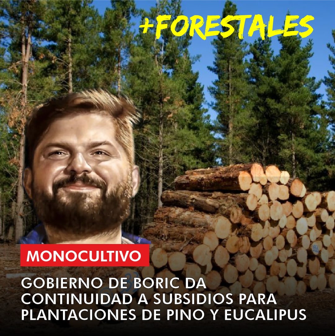 Murosyresisten's tweet photo. [PIÑERA 3.0] A inicios de mes, el Gob de @gabrielboric anunció que continuaría la política de la Concerta y Derecha de subsidiar a la ind forestal con continuidad el subsidio de seguros para plantaciones de pinos y eucaliptus con tope de 80UF,y sup máx de 400ha 
@rvfradiopopular https://t.co/3tLoY23zO5