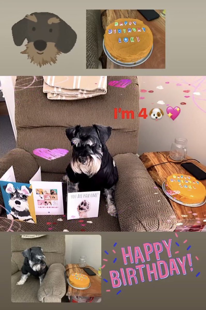 I’m 4 today!🐶🐾🐾 🥳🥳🥳 Hoomum baked me a delicious cake. Nom nom nom 🎂🎁🎁🎁🎈🎈🎈

#SchnauzerGang #DogLife #BirthdayBoy #Loki