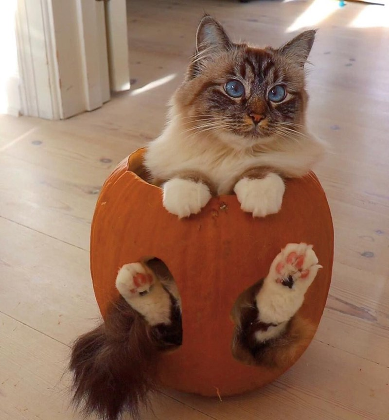 DontShowYourCat's tweet photo. pumpkin pants https://t.co/rVVO4PSz8k
