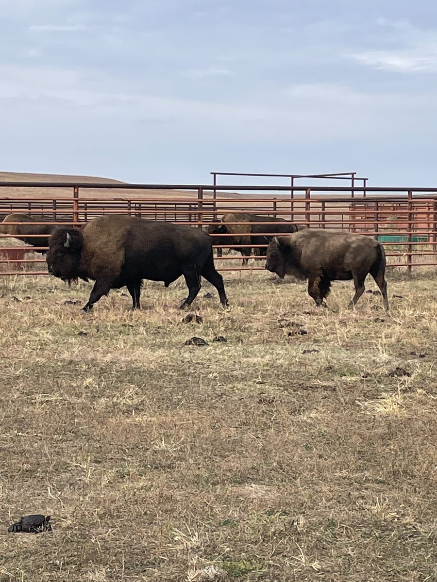 MilitaryTravel2's tweet photo. Visiting the Tallgrass Prairie National Preserve just north of Strong City, KS. The bison are in their pens for the winter. #bison #nationalpark #kansas #tallgrass @NatlParkServGPS https://t.co/wAAFE4FYBn