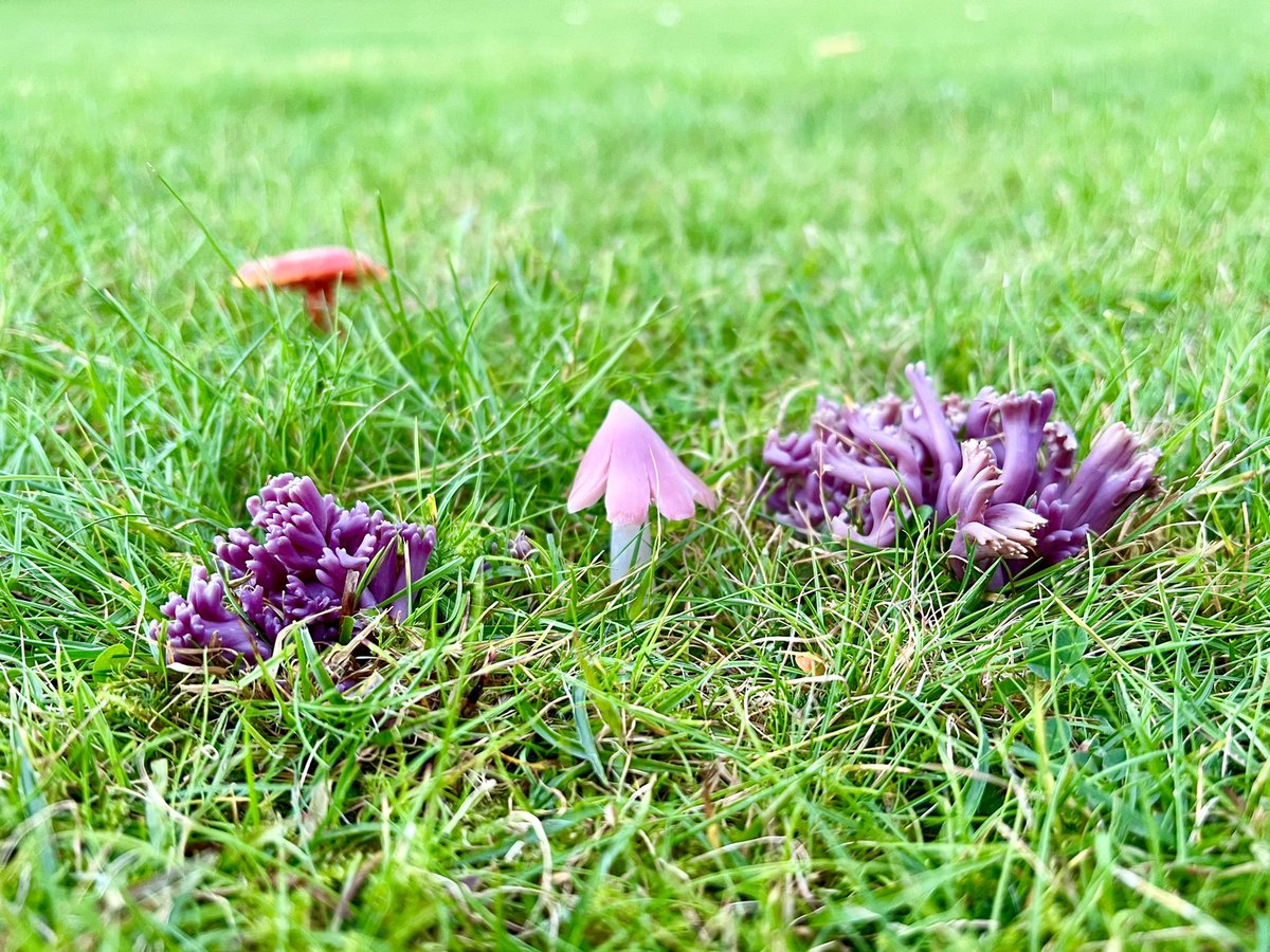 It’s not every day you get to see Violet Coral or a Pink Waxcap but to see them together that’s something else! 💕💜 Huge thanks to @thenewgalaxy for showing me around some incredible Waxcap sites today! #fungi