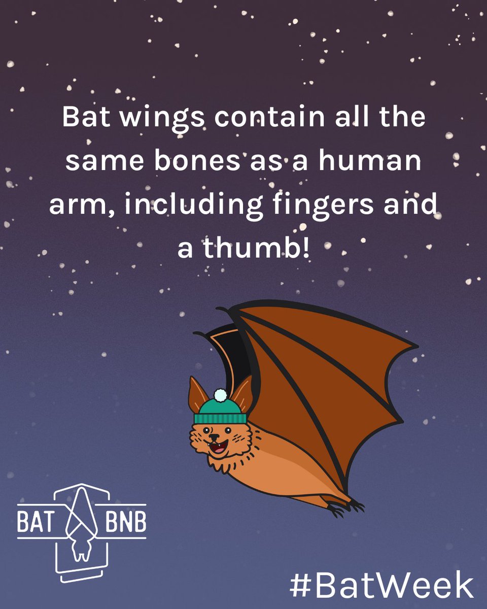 The world's fastest known animal is a bat.

Peregrine falcons utilize gravity, but only flap at 60 mph, while a Brazilian free-tailed bat clocked in at speeds of 100 mph using wing power alone! 🤯

Share this post to help us celebrate bat week!

#batweek