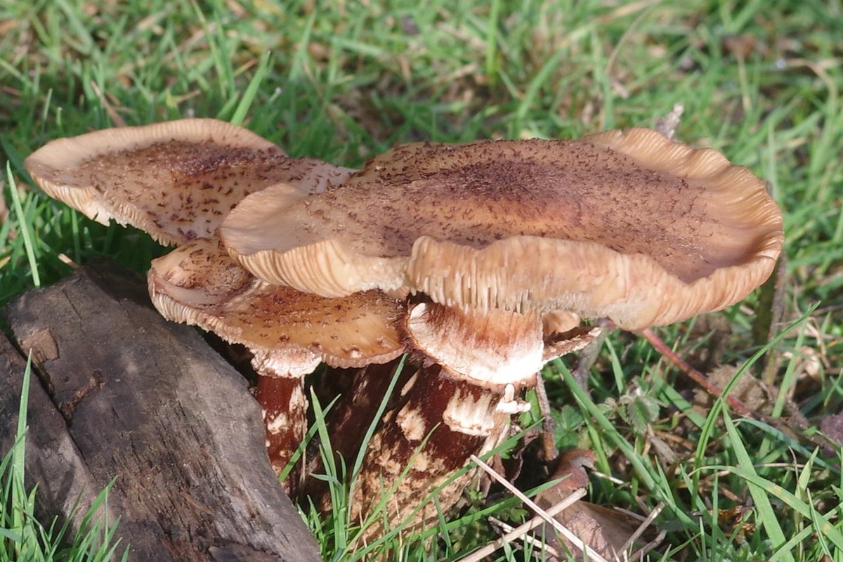 Yveflora's tweet photo. Any help with an id greatly appreciated.  ⁦⁦@Jamiewa50042387⁩  #fungi  Closest I can get to is Honey Fungus, but really know idea😀 https://t.co/psbW2eLkxV