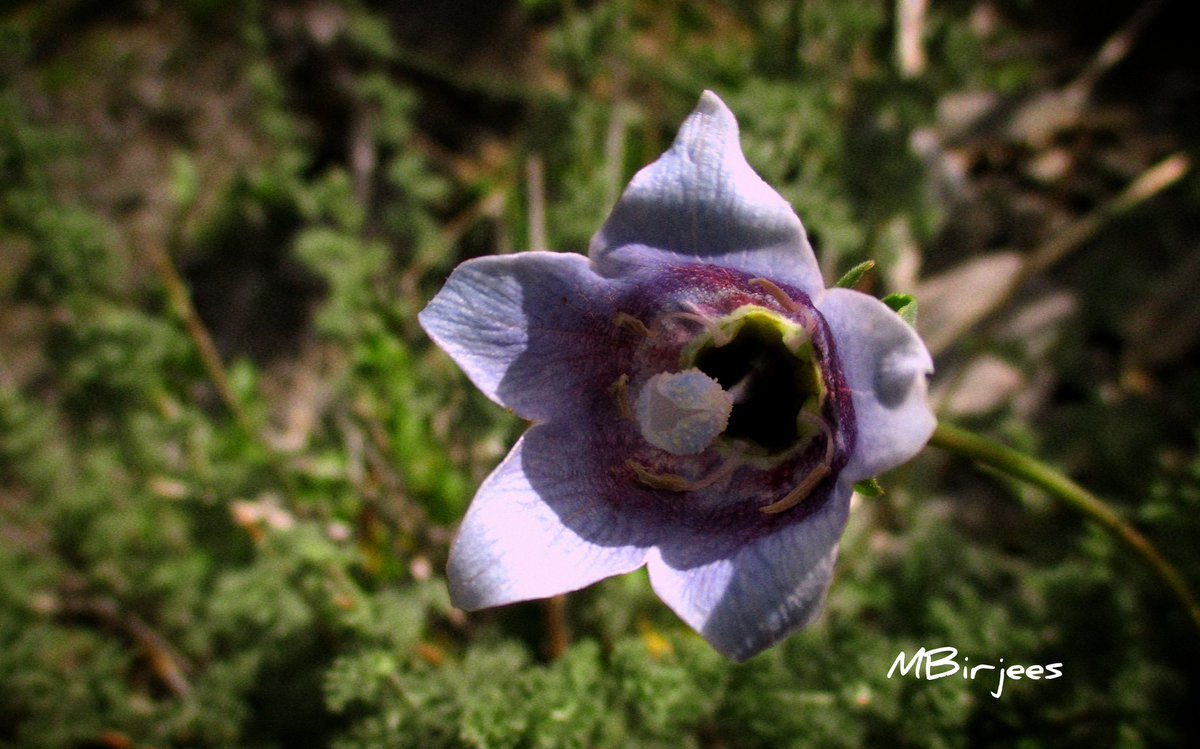 Maimoona Birjees tweet media