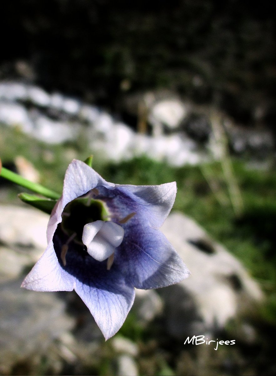 Maimoona Birjees tweet media