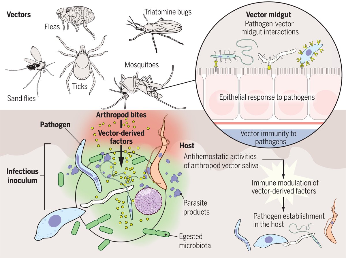 ScienceMagazine's tweet image. Many major human and animal diseases are transmitted by blood-feeding insects and ticks. 

A recent #ScienceReview discusses how molecular and genetic tools provide insights into the biology of disease transmission by arthropod vectors. scim.ag/mq