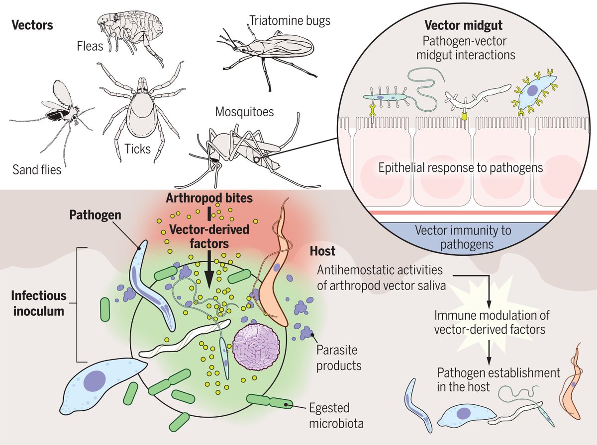 Many major human and animal diseases are transmitted by blood-feeding insects and ticks. A recent #ScienceReview discusses how molecular and genetic tools provide insights into the biology of disease transmission by arthropod vectors. scim.ag/mq