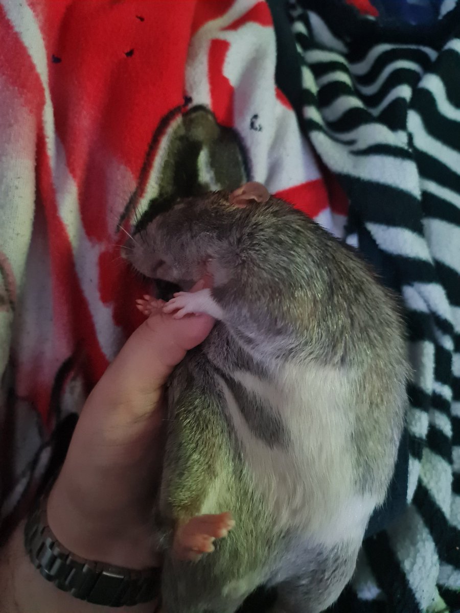 armagedda1987's tweet photo. "Am ded - gib scritches" - Trinity 
#ratsoftwitter #petrats #fancyrats #agoutirats #farbratten #rattenliebe #sleepingrats https://t.co/IwT8esQZFO