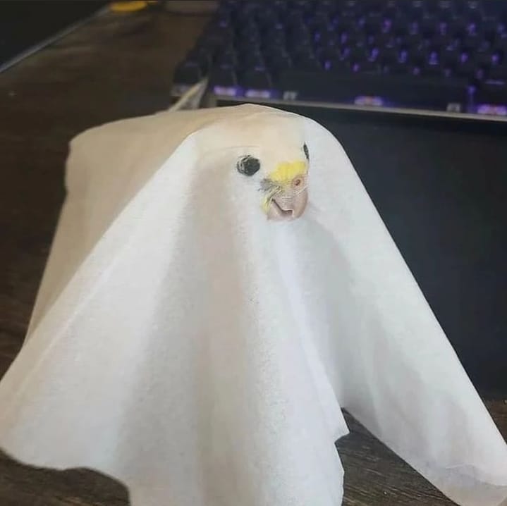 cockaztiel's tweet photo. Trick or treat 🎃👻 https://t.co/6J5FuIwV1a