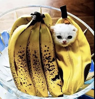 Tummy Tum tweet media